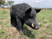 WILDCRETE AUSTRALIAN FERAL BOAR 3D ARCHERY TARGET